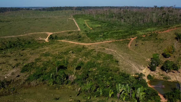 istock Felling for farm formation in the Amazon 1255984894