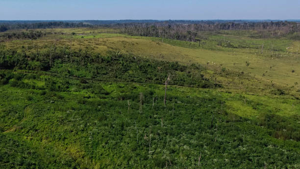 istock Felling for farm formation in the Amazon 1255985505