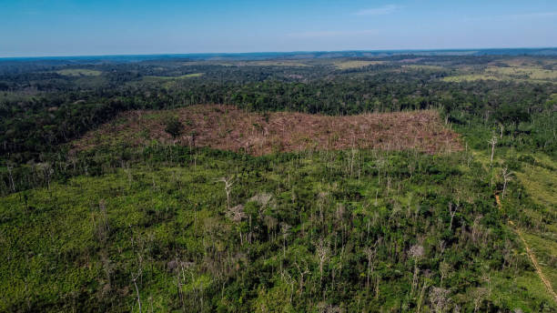 istock Felling for farm formation in the Amazon 1255986005