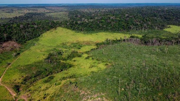 istock Felling for farm formation in the Amazon 1255986090