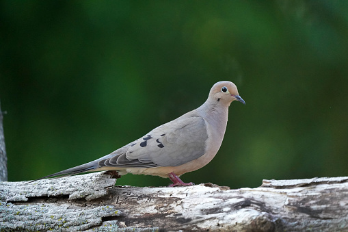 Mourning Doves on fence in summer with raised wings or with a chipmunk