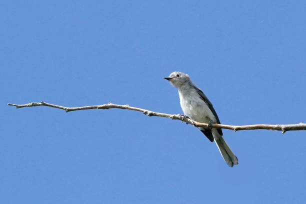 istock Grey Blue Gnat catcher bird on tree branch 1255986990