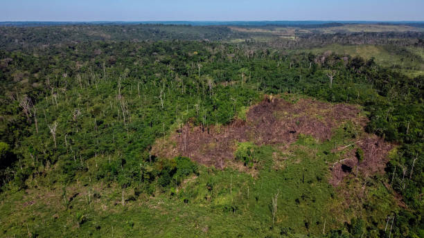 istock Felling for farm formation in the Amazon 1255987124