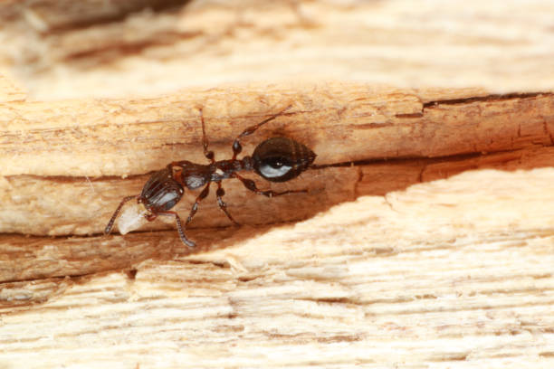 istock Podomyrma ant carrying her sister 1255987138
