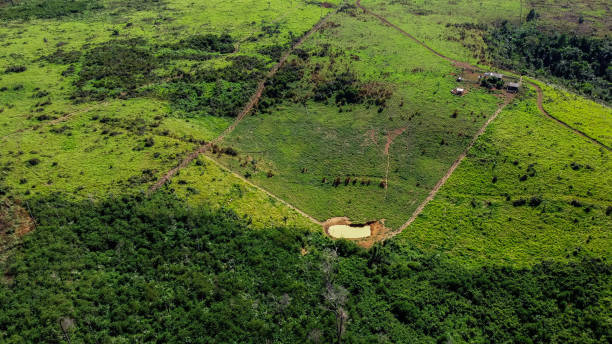 istock Felling for farm formation in the Amazon 1255987185