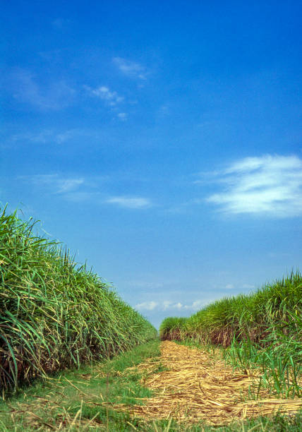 istock Sugar cane plantation, Venezuela 1255987268