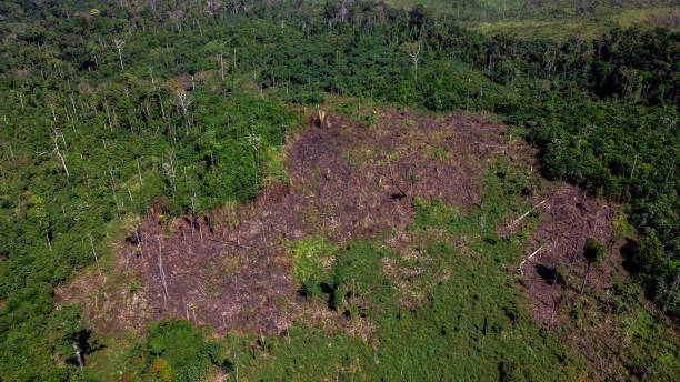 istock Felling for farm formation in the Amazon 1255987459