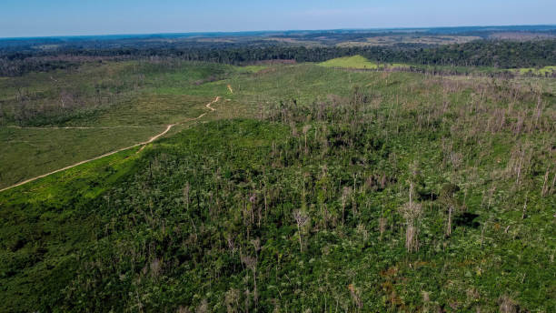 istock Felling for farm formation in the Amazon 1255987463