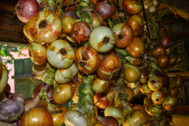 Harvest. Bunches of garlic and onions are dried in a barn in the village Harvest. Bunches of garlic and onions are dried in a barn in the village. Relish stock pictures, royalty-free photos & images