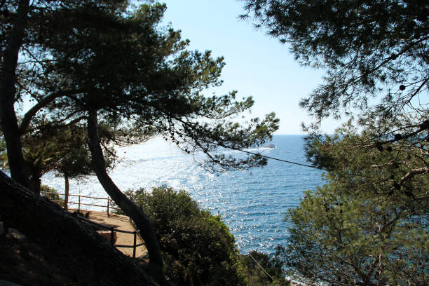 pin vert sur le bord de la falaise contre le ciel bleu et la mer dans la journée d’été. méditerranée - waters edge lake beach tree photos et images de collection