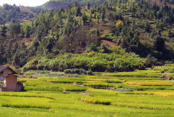 рисовые поля в ендуне, провинция фуцзянь, китай - efficiency china water rice стоковые фото и изображения