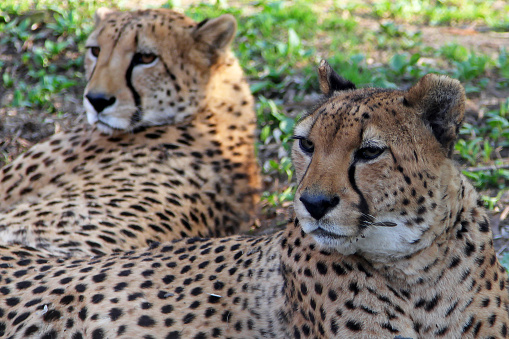 Two Asiatic Cheetahs (Acinonyx jubatus venaticus) resting on the ground