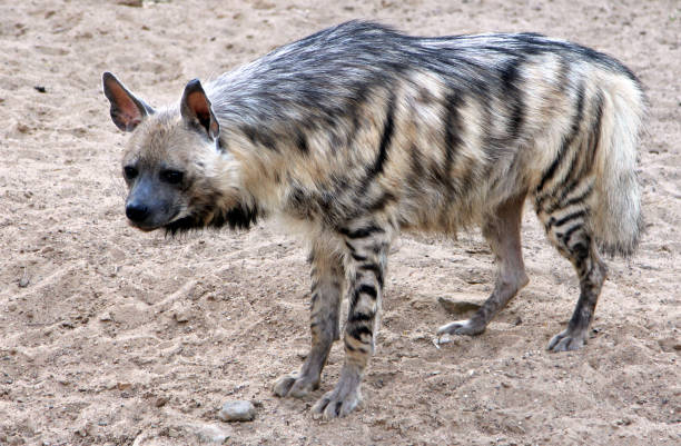 istock Portrait of striped hyena (Hyaena hyaena) 1255989428