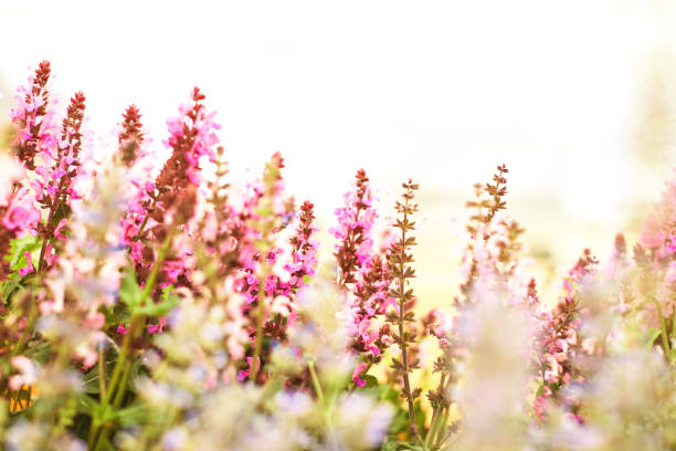Pink salvia plants backlit in summer sunshine