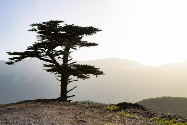 istock The only pine tree on the road in Turkey 1255990576