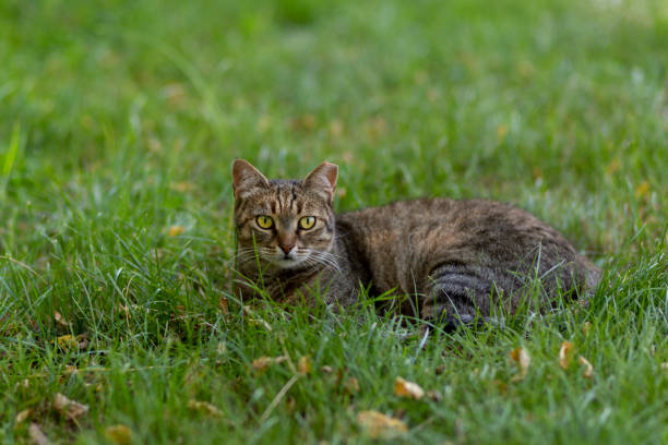 istock tabby cat lying in the grass in Turkey 1255990579