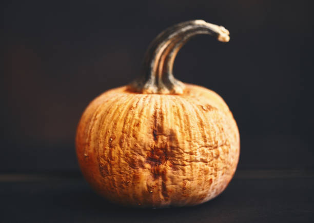 istock Wrinkled pumpkin on dark background 1255990862
