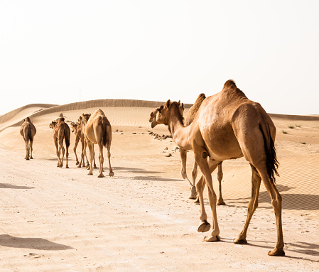 camel walking in the desert