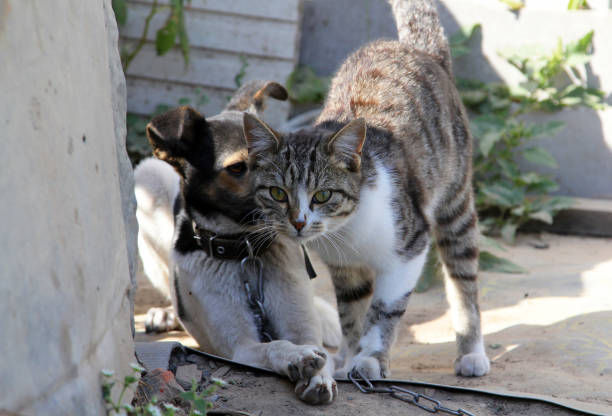 istock Adorable dog and cat playing together 1255991793