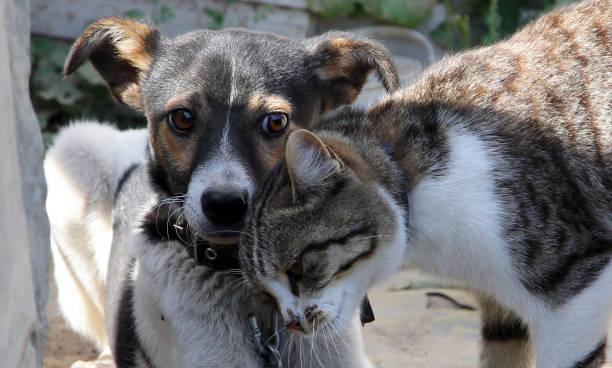 istock Adorable dog and cat playing together 1255991806
