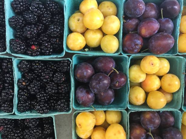 istock Seasonal Fresh Fruit Including Blackberrirs Plums and Yellow Plums 1255991960