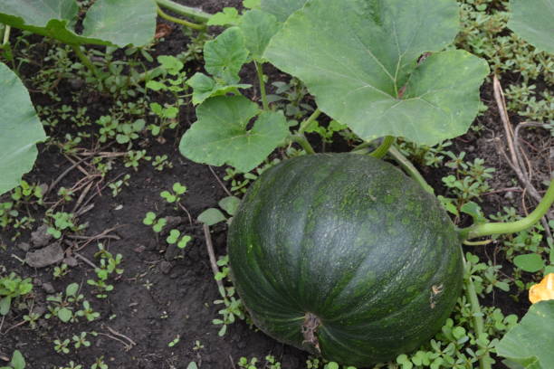 istock Pumpkin growing in the vegetable garden. Cucurbita 1255995345