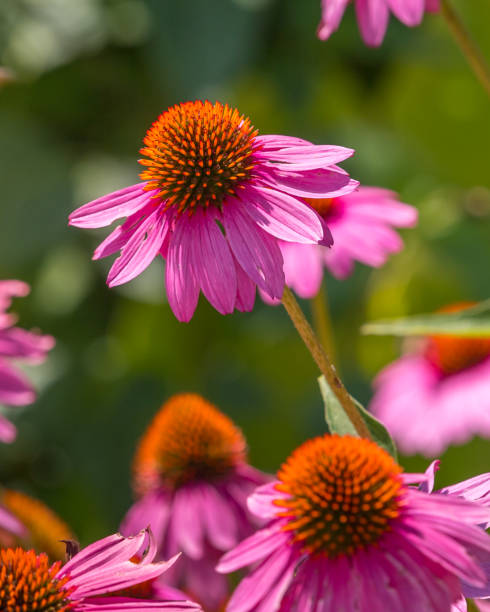 istock Beautiful flowers in the garden 1255995679