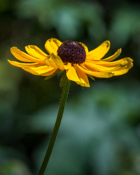 istock Yellow Black Eyed Susan flower 1255995684