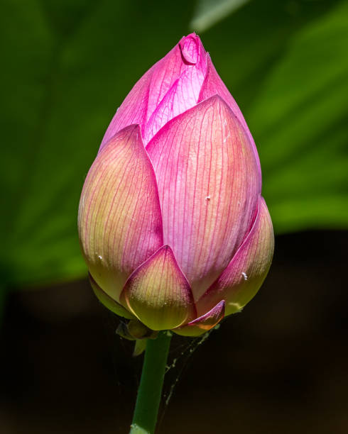 istock Exotic misc colored water lily through fazes of growth 1255995720