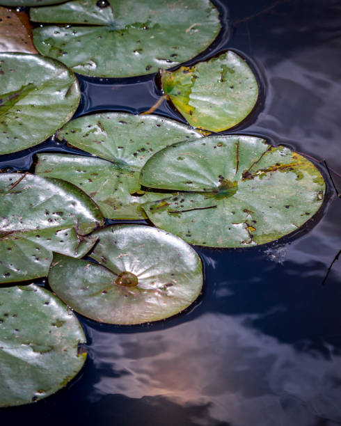 istock Exotic misc colored water lily through fazes of growth 1255995727