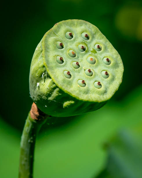 istock Exotic misc colored water lily through fazes of growth 1255996284