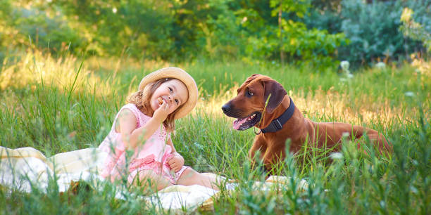 Little girl with her pet dog sitting outdoors on green grass eating cookie during picnic in park Summer time Kids pets concept stock photo