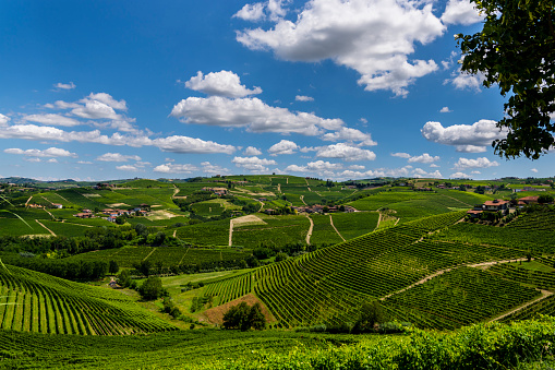 Panorama of the hills planted with vineyards of the Langhe-Roero (Cuneo, Piedmont; Italy), a World Heritage Site, in summer.