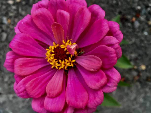 istock Pink flower on Garden with yellow details 1255997524
