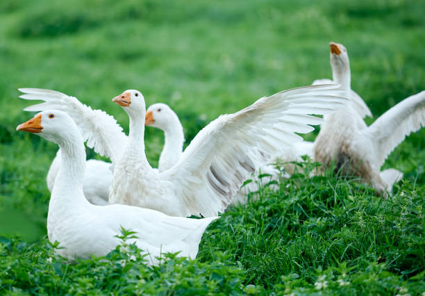 istock white geese on the green grass opened the wings attacking the lifting 1255998579