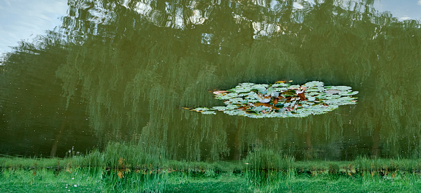 water lily against the background of the reflection of willow in the water upside down. High quality photo