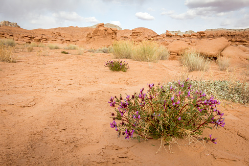 Foliage at Goblin Valley State Park