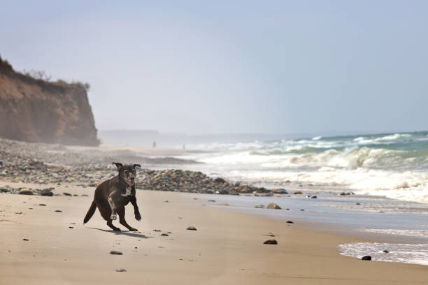 A medium-sized lab-like dog running with abandon in front of seaside cliffs and azure blue waves at San Onofre State Beach, San Diego County, California, USA