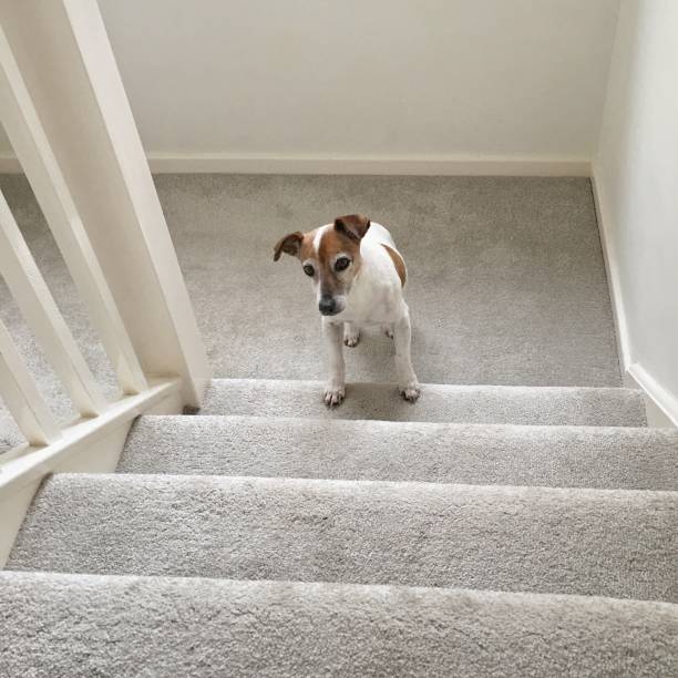 Senior dog climbing up stairs stock photo