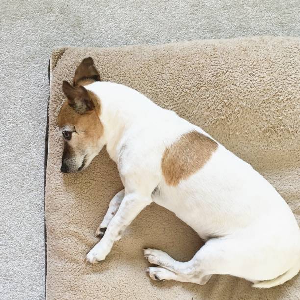 istock Senior dog sleeping on dog bed 1256001852