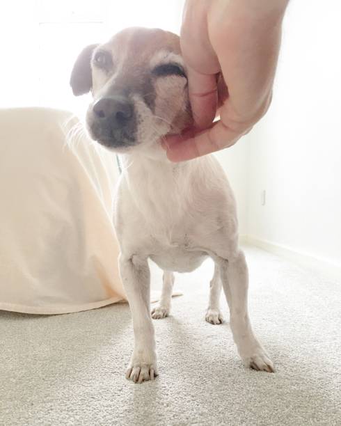 istock POV of hand touching dog face 1256001859