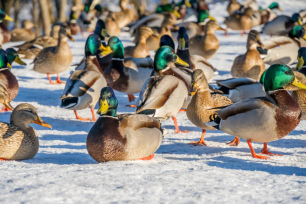 istock ducks by the river on a clear sunny day. Ducks close up. Ducks in the snow 1256002282