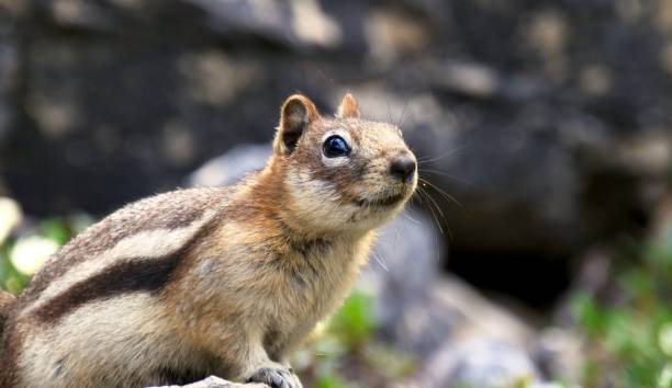 다람쥐 를 닫습니다 - squirrel softness wildlife horizontal 뉴스 사진 이미지