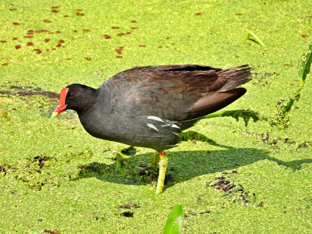 istock Common Gallinule (Gallinula galeata) in the Florida wetland's duckweed 1256004200