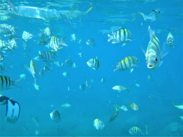 istock Colourful tropical fish underwater in Antigua, the Caribbean 1256005265