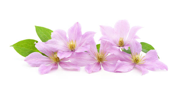 istock Purple clematis with green leaves. 1256007153