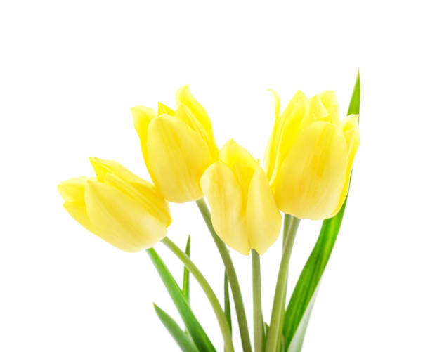 istock Beautiful yellow tulips. 1256007158