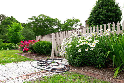 White picket fence with shasta daisy with water hose