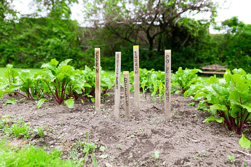 Garden with labeling on sticks of vegetable, corn, pole beans, beets, squash and 3 sisters