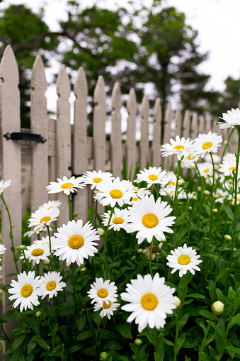 Shasta daisies along picket fence